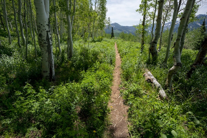 (Rick Egan | The Salt Lake Tribune) The Willow Heights Bench hike in Big Cottonwood Canyon, on Wednesday, June 16, 2021.