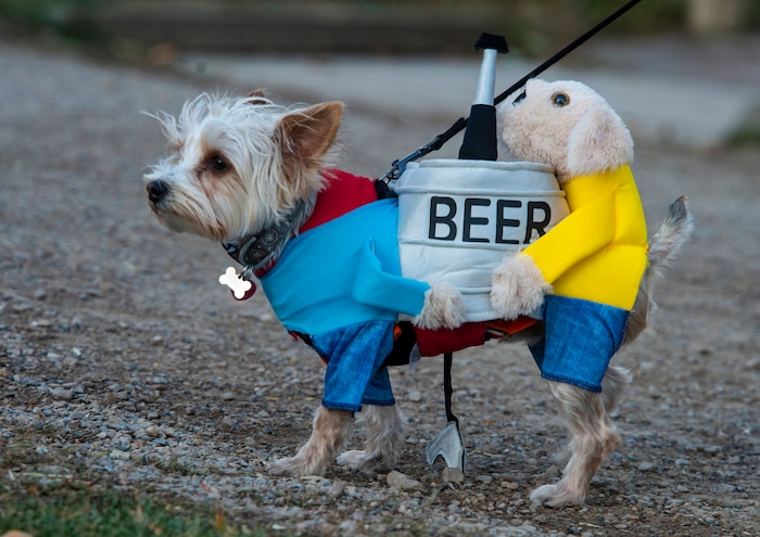 (Rick Egan  |  The Salt Lake Tribune)      A dog named Diesel, wears a costume as he leads his owner Anne Crook, to the "Dog Days in the Maze" at Wheeler Farm, Monday, Oct. 26, 2020.