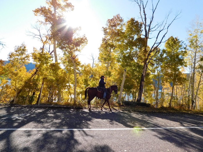 (Erin Alberty  |  The Salt Lake Tribune) Rancher Darren Nelson follows his herd of cattle along Fish Lake on Nov. 6, 2017 in Sevier County. Nelson's herd of 1,100 spends about 10 days each year grazing near, and sometimes in, the Pando aspen clone.