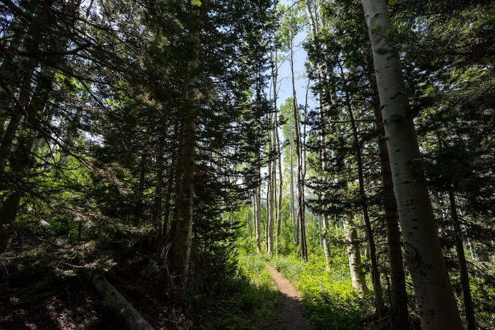 (Rick Egan | The Salt Lake Tribune) The Willow Heights Bench hike in Big Cottonwood Canyon, on Wednesday, June 16, 2021.