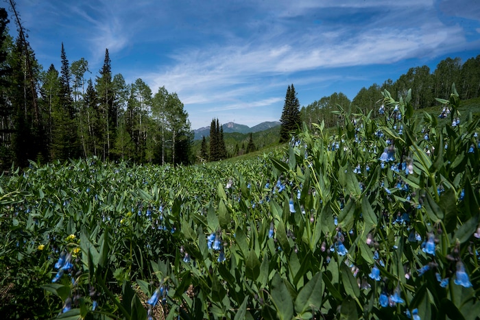 (Rick Egan | The Salt Lake Tribune) Wild flowers on the Willow Heights bench hike in Big Cottonwood Canyon, on Wednesday, June 16, 2021.