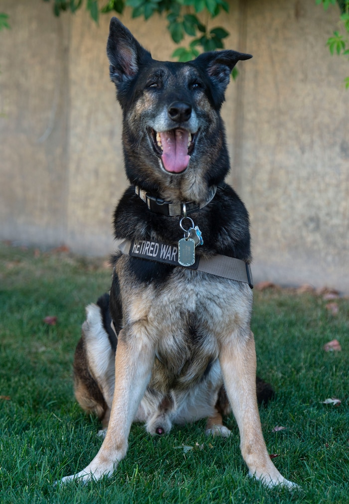 (Rick Egan | The Salt Lake Tribune) Massie, a veteran military canine who was rescued from Kuwait, is photographed Wednesday, Aug. 28, 2019. The dogs were rescued part of an effort to save dogs abandoned by the U.S. military after their handlers return home from duty.