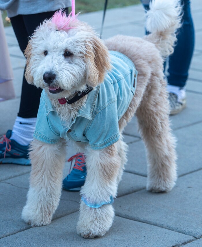 Daycia Cowley dressed her dog Emmy  "Dog Days in the Maze", at Wheeler Farm, Monday, Oct. 26, 2020.Emmy