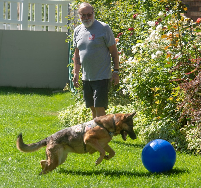 (Rick Egan | The Salt Lake Tribune)  Jim Crismer plays with Geli, one of two dogs he adopted from Kuwait, Wednesday, Aug. 28, 2019. The dogs were rescued part of an effort to save dogs abandoned by the U.S. military after their handlers return home from duty.