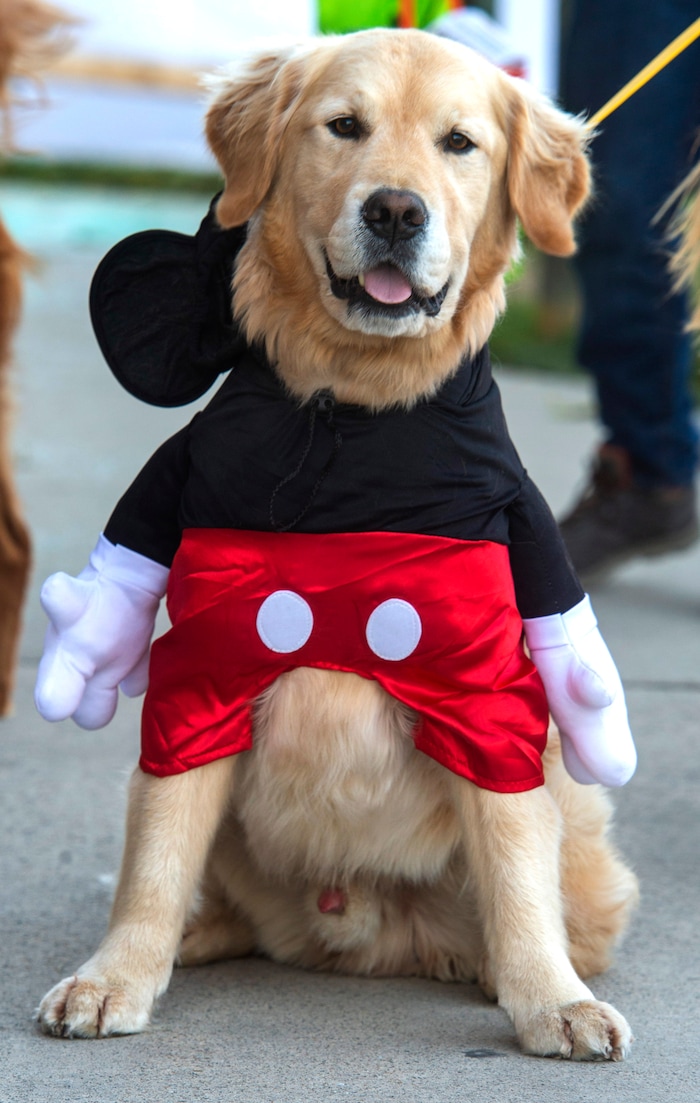 (Rick Egan  |  The Salt Lake Tribune)     Charlie dressed as Mickey Mouse as he walks though "Dog Days in the Maze" with his owner, Brin Glock, at Wheeler Farm, Monday, Oct. 26, 2020.