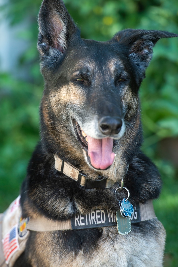 (Rick Egan | The Salt Lake Tribune) Massie, a veteran military canine who was rescued from Kuwait, is photographed Wednesday, Aug. 28, 2019. The dogs were rescued part of an effort to save dogs abandoned by the U.S. military after their handlers return home from duty.