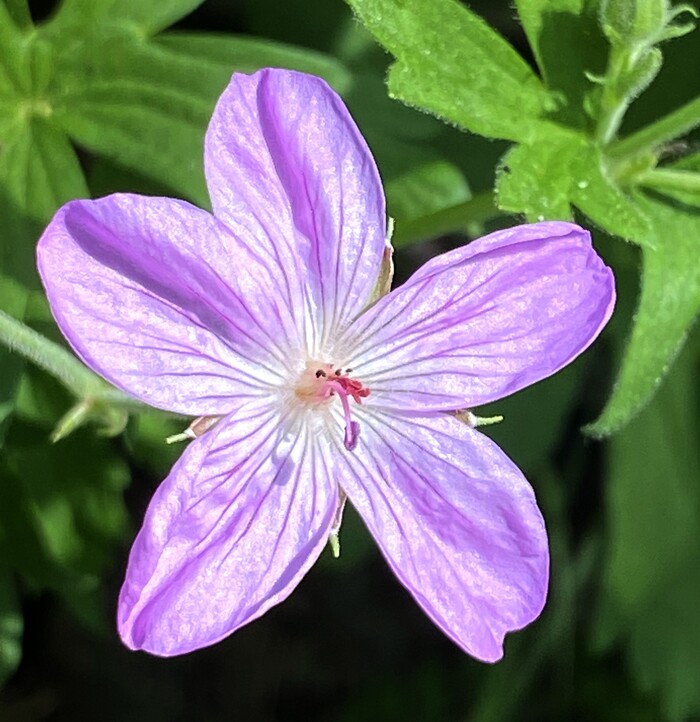 (Rick Egan | The Salt Lake Tribune) Wild flowers on the Willow Heights bench hike in Big Cottonwood Canyon, on Wednesday, June 16, 2021.