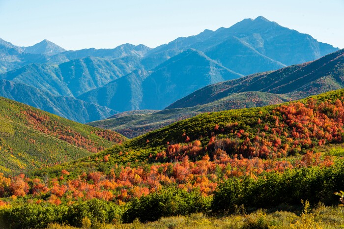 (Rick Egan  |  The Salt Lake Tribune)      The leaves are starting to change along the Alpine Loop Road near Cascade Springs in American Fork Canyon, Thursday, Sept. 26, 2019.