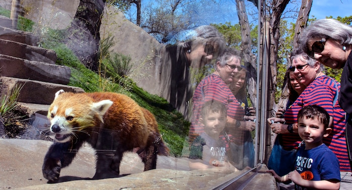 (Steve Griffin  |  The Salt Lake Tribune) A red panda checks out its new exhibit as the Hogle Zoo adds two red pandas to its permanent exhibit in Salt Lake City Friday May 4, 2018.  The 3 1/2 year-old male and the seven year-old female will make Hogle Zoo their permanent home after arriving from their previous home at Reid Park Zoo in Tucson, AZ. Red pandas are also called lesser pandas and live in the mountainous areas of Nepal and southwestern China. Their diet consists mostly of bamboo.