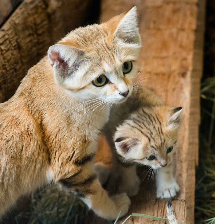 (Rick Egan  |  The Salt Lake Tribune)   Desiree, and Arabian Sand Cat, with one of her 5-week -old babies, at the Hogle Zoo. Thursday, June 7, 2018.