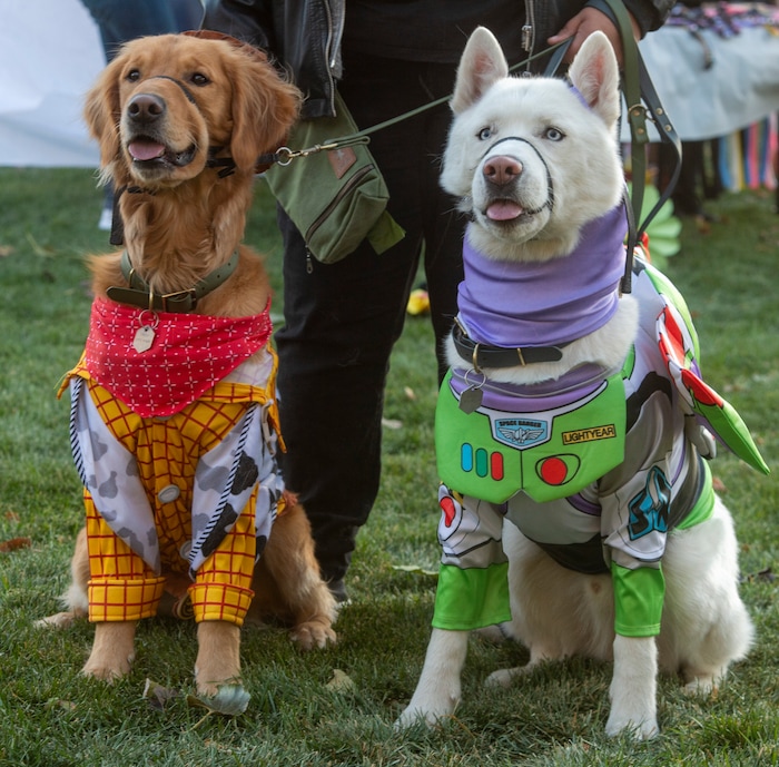 (Rick Egan  |  The Salt Lake Tribune)      Baile dressed as Woody and Blu as Buzz Lightyear for the "Dog Days in the Maze", at Wheeler Farm, Monday, Oct. 26, 2020.