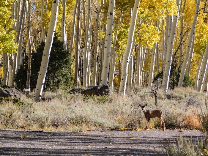 (Erin Alberty  |  The Salt Lake Tribune) A mule deer approaches the Pando aspen clone Oct. 5, 2017 in Sevier County. Pando is the largest aspen grove — and most massive living thing — known on earth, but scientists say it could die soon because deer are browsing the clone's new sprouts, preventing it from regenerating.