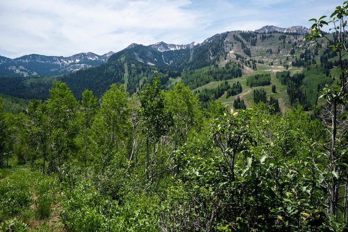 (Rick Egan | The Salt Lake Tribune) The Willow Heights Bench hike in Big Cottonwood Canyon, on Wednesday, June 16, 2021.