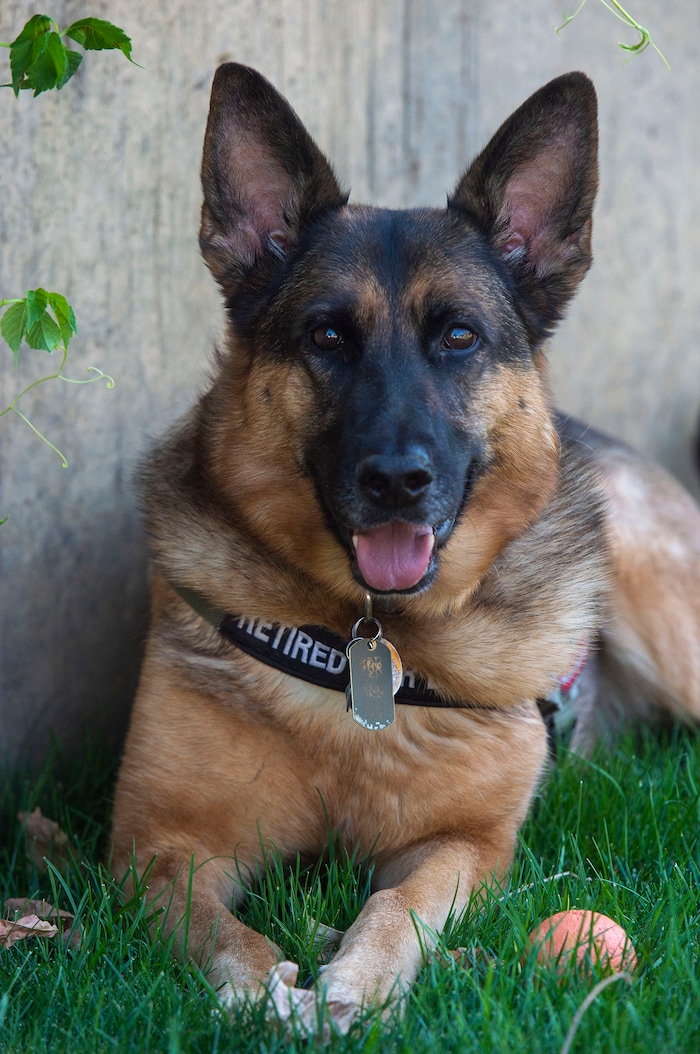 (Rick Egan  |  The Salt Lake Tribune)    Geli was rescued from Kuwait, as part of an effort to save dogs abandoned by the military after their handlers return home from duty.  Wednesday, Aug. 28, 2019.