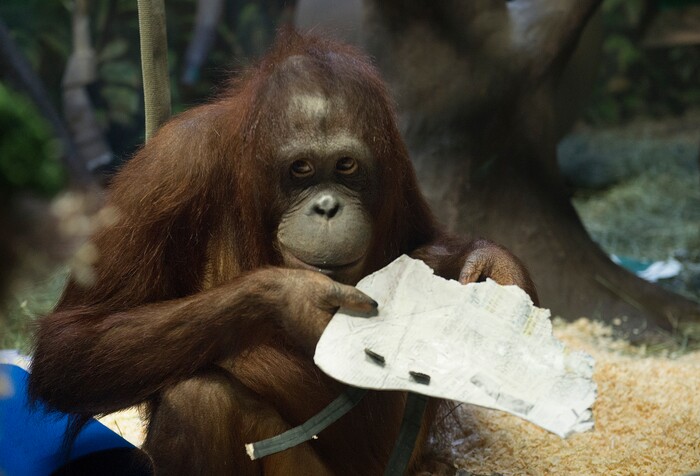 Scott Sommerdorf | The Salt Lake Tribune
Acara - the Hogle Zoo's Bornean Orangutan, munches on the remnants of the papier-mache helmet representing the Philadelphia Eagles at Salt Lake City's Hogle Zoo, Thursday, February, 1, 2018. Earlier, she chose the New England Patriots as the winners of Super Bowl 52, Thursday, February, 1, 2018.