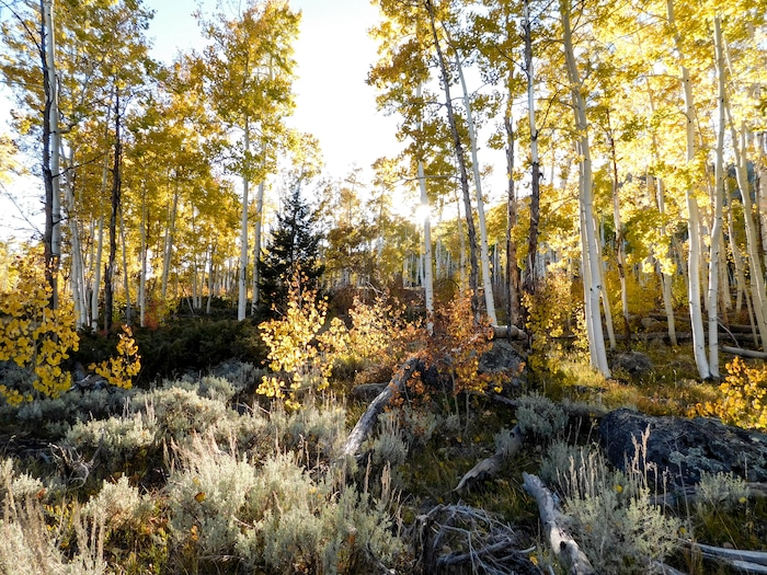 (Erin Alberty  |  The Salt Lake Tribune) Scientists have fenced portions of the Pando aspen grove to measure new growth where deer cannot eat young sprouts. In one fenced area, shown here on Oct. 4, 2017, a new layer of aspens can be seen below the mature canopy.