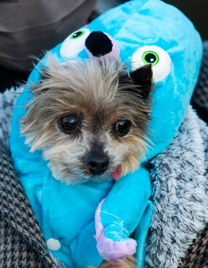 (Rick Egan  |  The Salt Lake Tribune)     Gus dressed as a squid, as Balin Blifford carries him though "Dog Days in the Maze", at Wheeler Farm, Monday, Oct. 26, 2020.