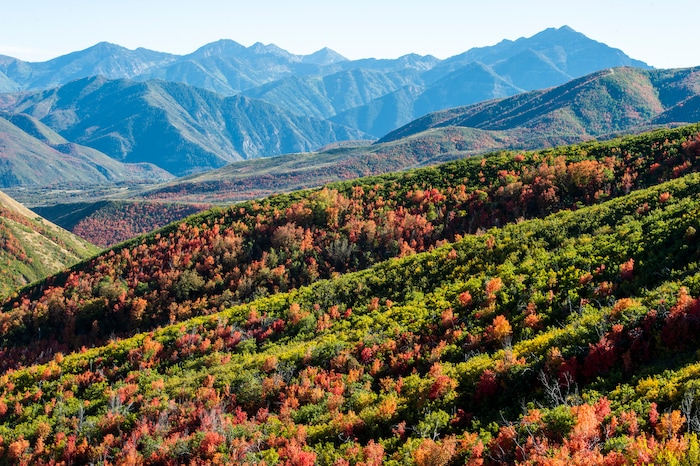(Rick Egan  |  The Salt Lake Tribune)      The leaves are starting to change along the Alpine Loop Road near Cascade Springs in American Fork Canyon, Thursday, Sept. 26, 2019.
