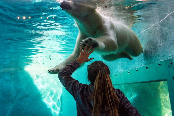 (Chris Detrick  |  The Salt Lake Tribune)  Brinlee Densley, 10, of West Jordan, gives polar bear Nora a high-five at Utah's Hogle Zoo Tuesday, October 10, 2017. 