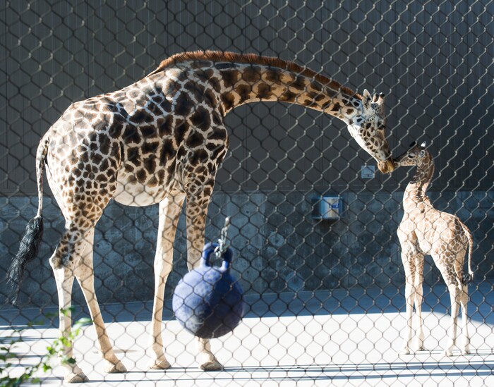 (Rick Egan  |  The Salt Lake Tribune)       Pogo and her baby, Georgetta the giraffe, born Monday, Sept. 17, at Hogle Zoo makes her public debut, Friday, Sept. 21, 2018.