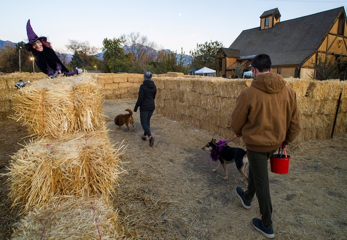 (Rick Egan  |  The Salt Lake Tribune)    Olivia and Isaac Shaughnessy walk through the maze with Sadie and Cleo during the "Dog Days in the Maze" at Wheeler Farm, Monday, Oct. 26, 2020.