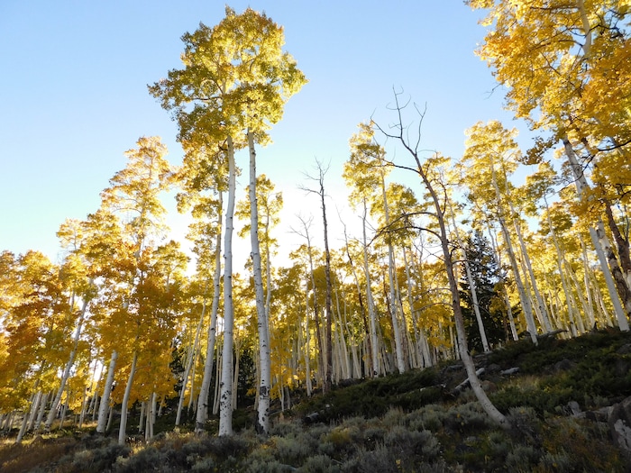 (Erin Alberty  |  The Salt Lake Tribune) Fall foliage glows in the afternoon sun Oct. 4, 2017 at the Pando aspen grove in Sevier County. Pando is the largest aspen clone — and most massive living thing — known on earth.