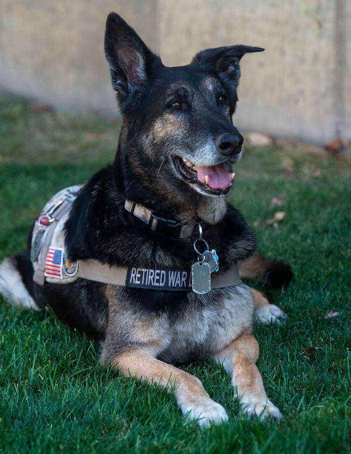 (Rick Egan | The Salt Lake Tribune)  Massie, a veteran military canine who was rescued from Kuwait, is photographed Wednesday, Aug. 28, 2019. The dogs were rescued part of an effort to save dogs abandoned by the U.S. military after their handlers return home from duty.