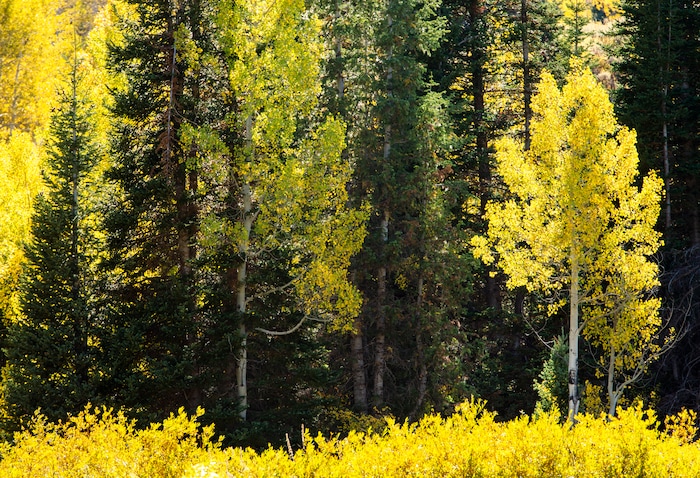 (Rick Egan  |  The Salt Lake Tribune)      The leaves are starting to change along the Alpine Loop Road near Cascade Springs in American Fork Canyon, Thursday, Sept. 26, 2019.